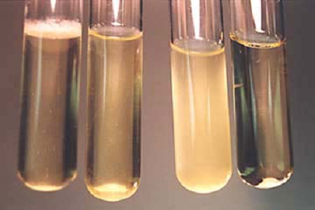 بابیو نے عالمی مائکرو بایولوجی لیبز کے لئے اعلی کارکردگی والے دماغی دل کے انفیوژن شوربے کا آغاز کیا