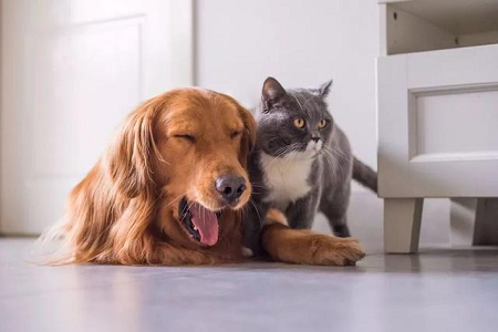 پالتو جانوروں میں تیزی سے ٹاکسوپلاسما اینٹی باڈی کا پتہ لگانے کے لئے بابیو نے ٹاکسو اے بی ٹیسٹ کٹ لانچ کیا