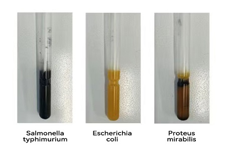 قابل اعتماد عالمی مائکروبیل نمونے کی منتقلی کے لئے بابیو اعلی کارکردگی والے ٹرانسپورٹ میڈیم (ایس ایس ٹائپ) کا آغاز کرتا ہے