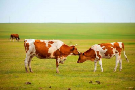 بیبیو جدید مویشیوں کی کھیتی باڑی کے لئے اعلی حساسیت بوائین حمل ریپڈ ٹیسٹ کٹ متعارف کراتا ہے