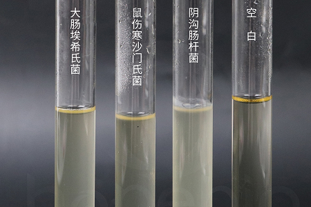 بابیو بائیوٹیکنالوجی نے قابل اعتماد مائکروبیل کلچر کے لیے ہائی پرفارمنس برین ہارٹ انفیوژن برتھ لانچ کیا