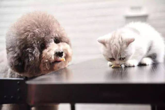 ریپڈ FPV Ag ٹیسٹ کٹ فلائن پیسٹیلینٹل وائرس کا پتہ لگانے کے لیے